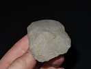 2 5/8” Greenstone Celt, Butler Co., Missouri, Ex. Mike Wright, Ex. Nick GatsesImage - 4