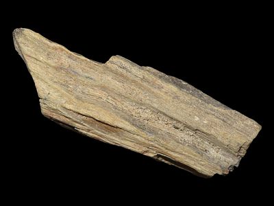 2 5/8” Petrified Wood, Found in Union County