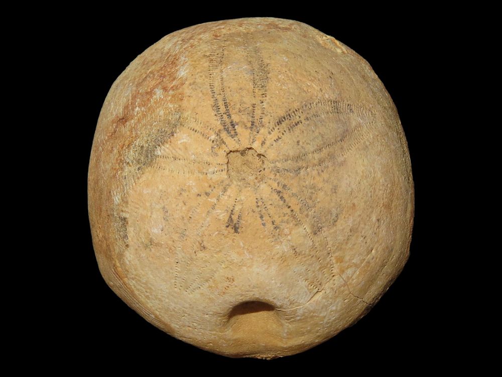 2” Sea Urchin Sand Dollar, Found in Union County