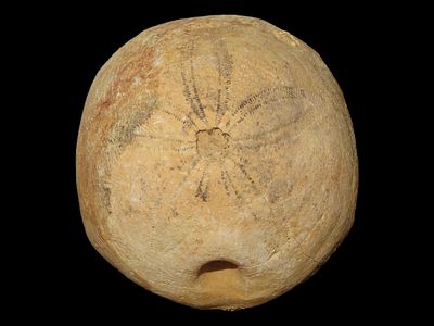 2” Sea Urchin Sand Dollar, Found in Union County
