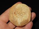 2” Sea Urchin Sand Dollar, Found in Union CountyImage - 1