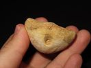 2” Sea Urchin Sand Dollar, Found in Union CountyImage - 2