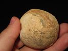 2” Sea Urchin Sand Dollar, Found in Union CountyImage - 3