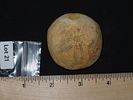 2” Sea Urchin Sand Dollar, Found in Union CountyImage - 4