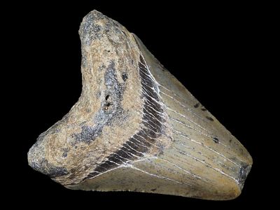 3 1/8” Megalodon Shark Tooth