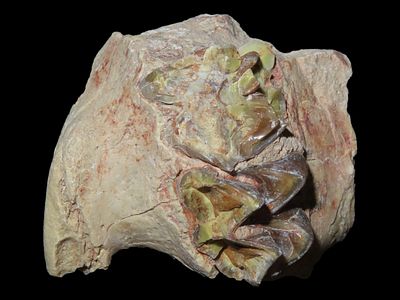 1 5/8” Fossil Mammal Tooth/Jaw Bone, Cretaceous Period, 66-65 MYO
