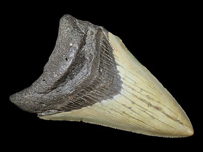 3 1/2” Megalodon Shark Tooth