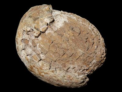 2 1/4” Geode Type Rock, Possibly a Fossil