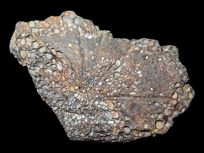 2 3/4” Fossilized Peritresiusn Sea Turtle Shell, Cretaceous Period, Alabama, 75 MYO