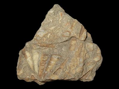 5 5/8” Large Fragment of Fossilized Shells, Found in Union County, IL