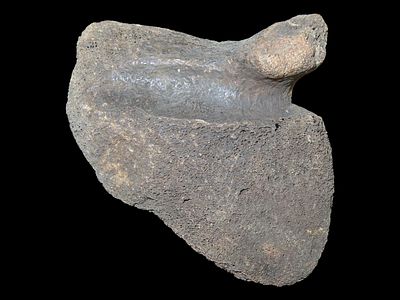 5 1/4” Mastodon Bone Fragment, Found in Union County, IL