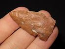 1 3/4” Creek Stained Godar PointImage - 1