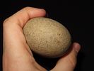 4 1/2” Grinding/Pounding Stone, Salt Creek, Pickaway Co. OhioImage - 3