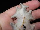 3 1/4” Ceremonial Eccentric with Frame, TexasImage - 3