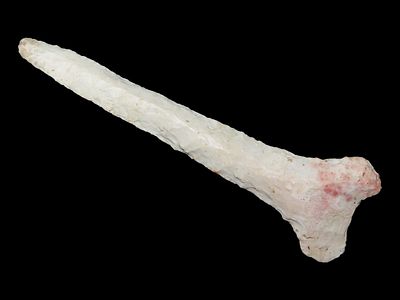 3 13/16” x 1 1/16” Hemphill Drill, Burlington Chert, Montave Co., Missouri, Ex. Tommy Remington 