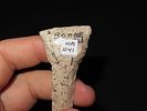 3 7/8” x 1 3/16” Drill, Burlington Chert, Boone Co., Missouri, Ex. Tommy Remington Collection Image - 7