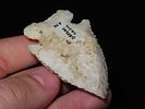 2 1/2” x 1 3/8”, Thebes, Greene Co., Illinois, Ex. Herbert MangoldImage - 5