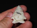 1 3/4” x 7/8”, Rice Lobed, Adams Co., Illinois, Ex. Herbert MangoldImage - 4