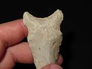 2 3/8” x 1 1/4” Graham Cave, Found by Adam Summers, Pike Co., IllinoisImage - 6