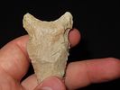 2 3/8” x 1 1/4” Graham Cave, Found by Adam Summers, Pike Co., IllinoisImage - 7
