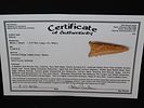 2 5/16” x 1” Dalton, Crowley’s Ridge Cobble Chert/Bailey, Izard Co., Arkansas, Ken Partain COAImage - 11