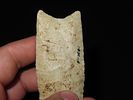4 1/16” x 1 3/8” Paleo Fluted Clovis, Burlington Chert, Illinois, Ex. Charles Shewey, Jim Image - 7