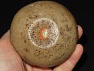 3” Quartz Pedestal or Pottery Trowel, Labeled as from Jersey Co., Illinois, but was in a Image - 1