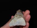 3 5/8” Danish Neolithic Axe from Denmark, Ex. J. Weston Smith, Ex. Henry DeweyImage - 4
