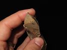 3 5/8” Danish Neolithic Axe from Denmark, Ex. J. Weston Smith, Ex. Henry DeweyImage - 6