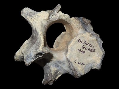 Fossilized Vertebra, Found in Olduvai Gorge, 1999