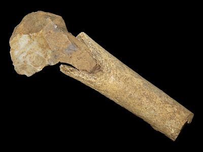 Bone Hafted Implement, Neolithic Period, North Africa