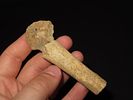 Bone Hafted Implement, Neolithic Period, North Africa, Ex. J. Weston SmithImage - 1