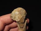 Bone Hafted Implement, Neolithic Period, North Africa, Ex. J. Weston SmithImage - 5