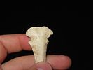 2 7/8” Dovetail Drill, Found in Doniphan Co., Kansas, Ex. J. Weston SmithImage - 8
