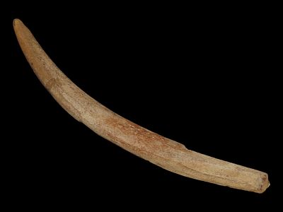 13 1/8” Leg Bone Pick, Bering Strait, Alaska