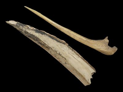 9 5/8” Longest of Two Tools, Bering Strait, Alaska, Ex. J. Weston Smith