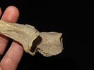 9 5/8” Longest of Two Tools, Bering Strait, Alaska, Ex. J. Weston SmithImage - 4