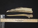 9 5/8” Longest of Two Tools, Bering Strait, Alaska, Ex. J. Weston SmithImage - 8
