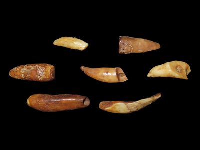 Drilled Teeth, Eskimo, Teller, Alaska