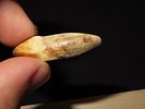 Drilled Teeth, Eskimo, Teller, Alaska, Ex. J. Weston SmithImage - 3