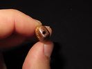 Drilled Teeth, Eskimo, Teller, Alaska, Ex. J. Weston SmithImage - 5