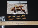 Drilled Teeth, Eskimo, Teller, Alaska, Ex. J. Weston SmithImage - 6