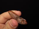 Lot of 4 Artifacts/Tools, Eskimo, Bering Sea, Alaska, Ex. J. Weston SmithImage - 11