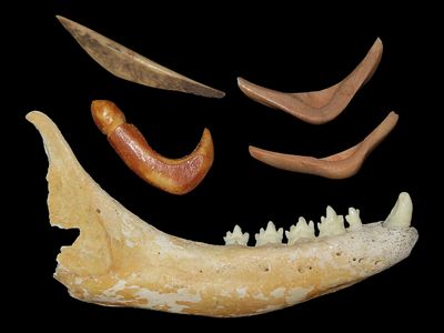 Lower Jaw, Fish Hook and Two Other Tools/Artifacts, Bering Sea, Alaska