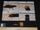 Eskimo Artifacts, Lot of Two, Carved Walrus Tusk and Connector, Bering Sea, Alaska, Ex. J. Image - 12