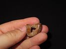 Eskimo Atlatl Finger Rest and Bone Armor Slot, Bering Sea, Alaska, Ex. J. Weston SmithImage - 5