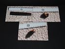 Eskimo Atlatl Finger Rest and Bone Armor Slot, Bering Sea, Alaska, Ex. J. Weston SmithImage - 8