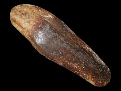 Eskimo Tooth from Shaman, St. Michael, Bering Sea, Alaska