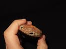 Eskimo Lot of 2 Artifacts and Tool, One Knife Handle, Bering Sea, Alaska, Ex. J. Weston SmithImage - 4