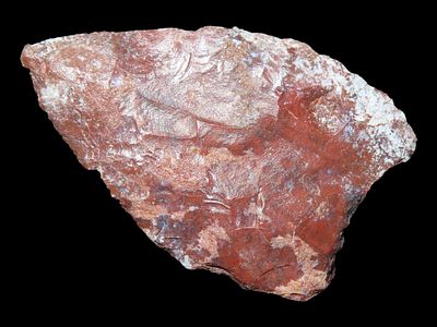 1 1/4" Cortaro Concave, New Mexico